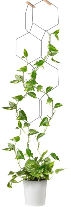 Compagnie Anno Spalier / Modular - Set Aus 8 Metallringen - Sechseckig - Buche - Schwarz Sale