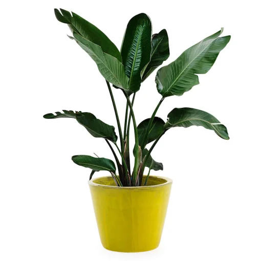 Unopiu Blumentopf Pots Keramik/ Glasiertes Steingut - O 30 X H 25 Cm / Handgefertigt - Gelb Cheap